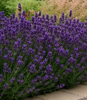 Lavandula angustifolia 'Super Blue'